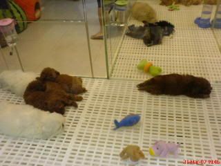 Photo Sharing and Video Hosting at Photobucket