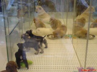 Photo Sharing and Video Hosting at Photobucket