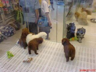 Photo Sharing and Video Hosting at Photobucket