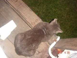 Photo Sharing and Video Hosting at Photobucket