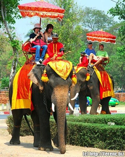 elephants-slavery-ayutthaya-thailand.jpg