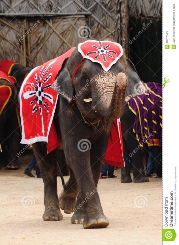 thai-elephant-wear-red-cloth-19570593.jp