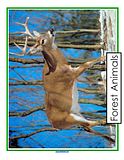 photo forestanimaldeer_zps5ec32002.jpg