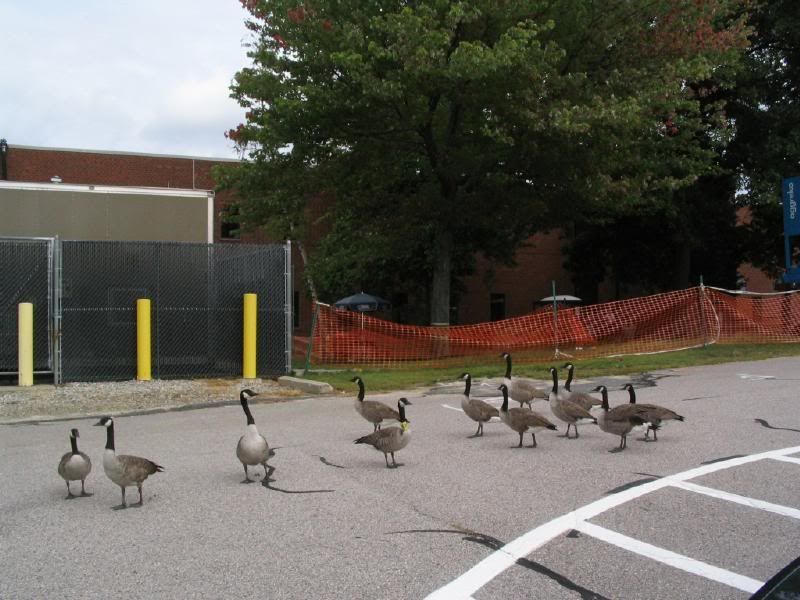 Gaggle of Geese in Westborough