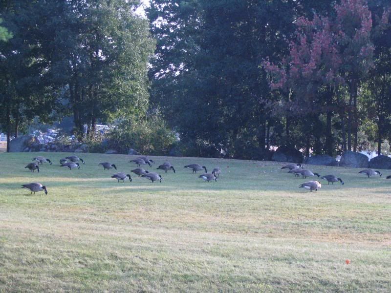 Gaggle of Geese in Westborough