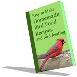 bird food recipes
