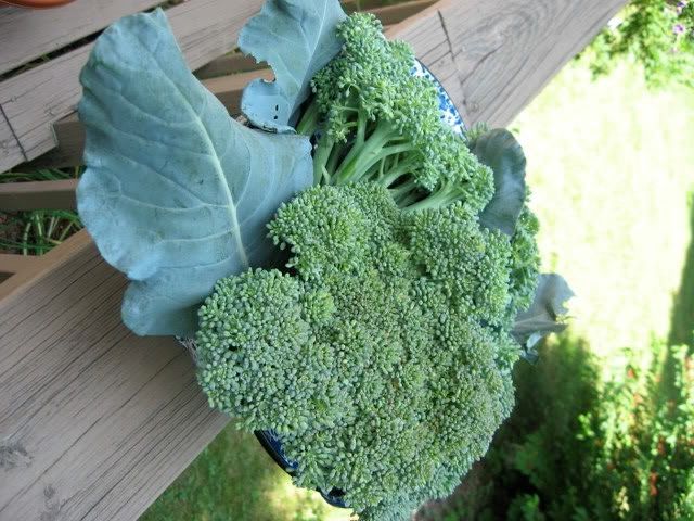 growing broccoli drawing