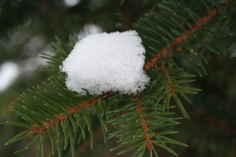 IMAGE: http://img.photobucket.com/albums/v418/tfruhauf/photography/ebe7efe6.jpg