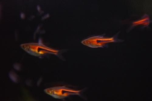 Copper Rasbora