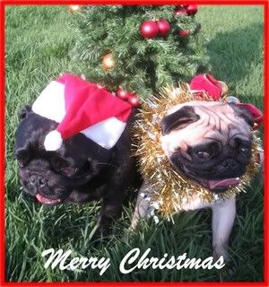 http://img.photobucket.com/albums/v419/montem/pugcardpic.jpg