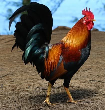 http://img.photobucket.com/albums/v419/montem/rooster.jpg
