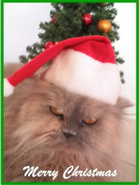 http://img.photobucket.com/albums/v419/montem/xmascatpic.jpg