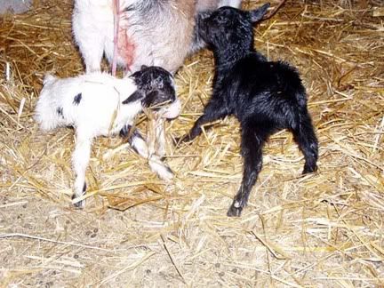 My new babies!! - Goats