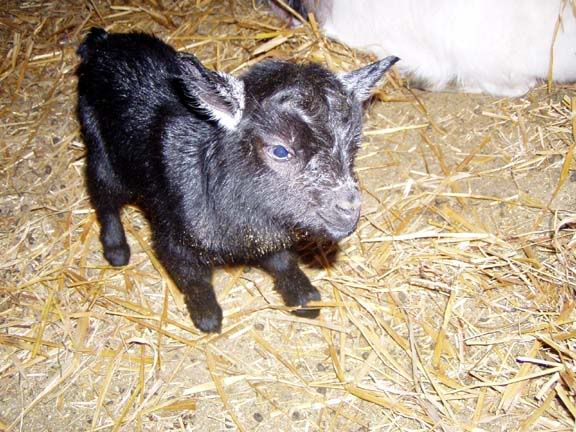 My new babies!! - Goats