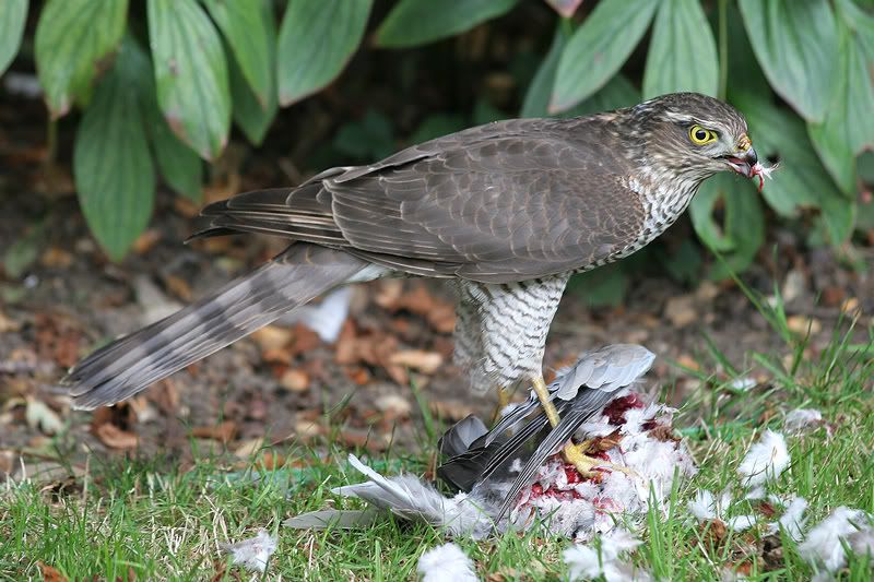 IMAGE: http://img.photobucket.com/albums/v420/LNStrikeEagle/MurderBurd05.jpg