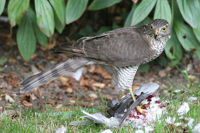 IMAGE: http://img.photobucket.com/albums/v420/LNStrikeEagle/MurderBurd06.jpg