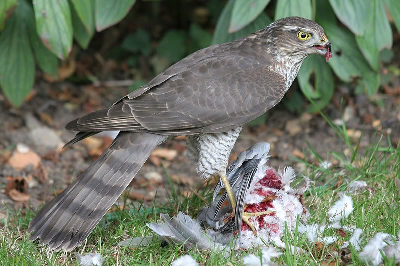 IMAGE: http://img.photobucket.com/albums/v420/LNStrikeEagle/MurderBurd07.jpg