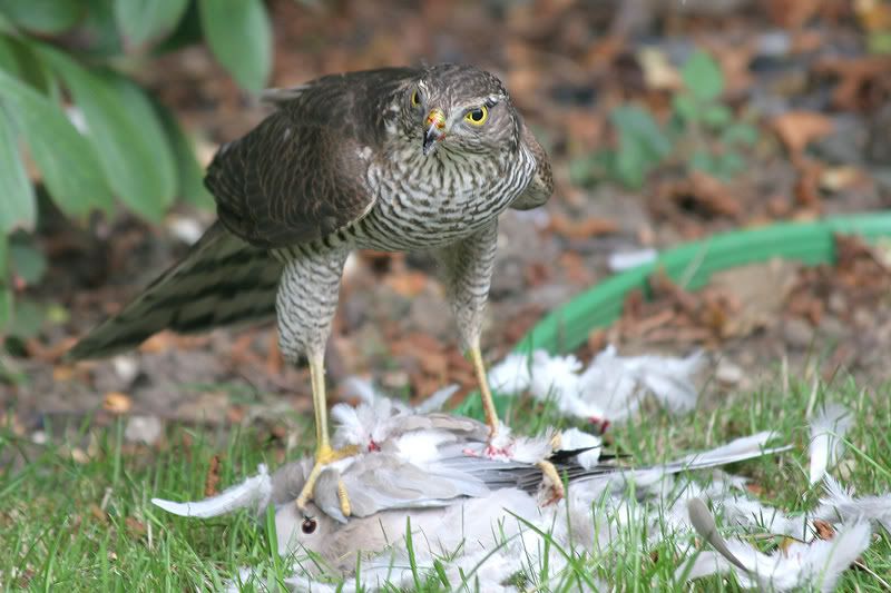 IMAGE: http://img.photobucket.com/albums/v420/LNStrikeEagle/MurderBurd08.jpg