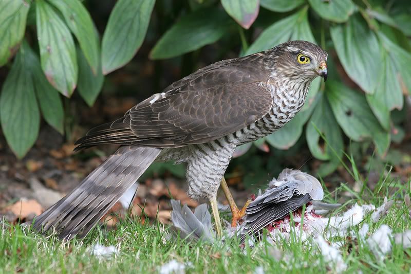 IMAGE: http://img.photobucket.com/albums/v420/LNStrikeEagle/MurderBurd09.jpg