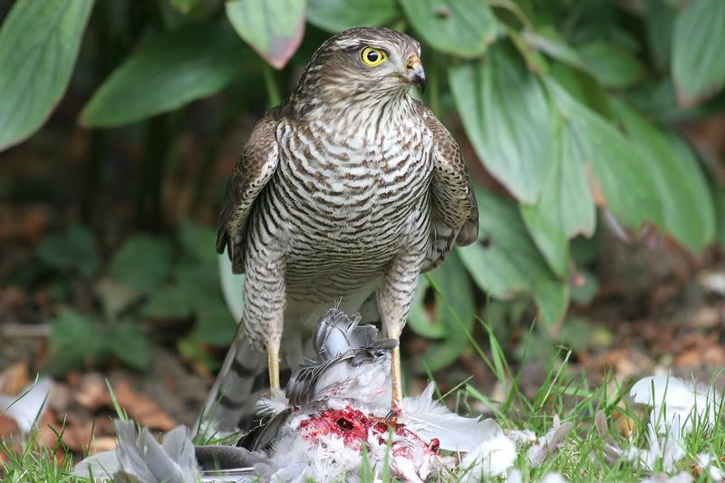 IMAGE: http://img.photobucket.com/albums/v420/LNStrikeEagle/MurderBurd10.jpg