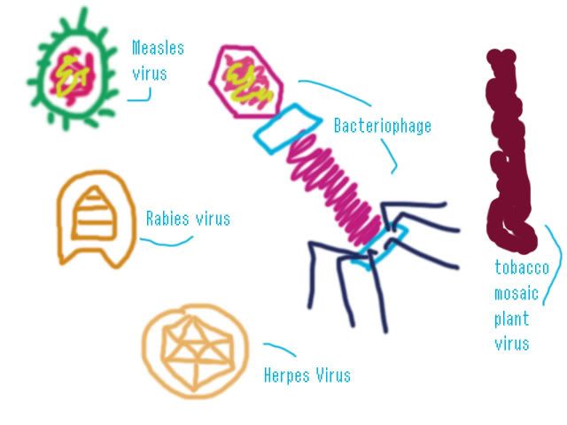 Viruses And Prokaryotes