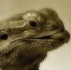 blackdragon71