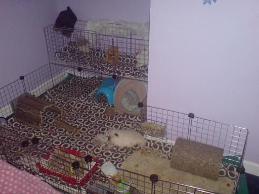 pigs2.jpg