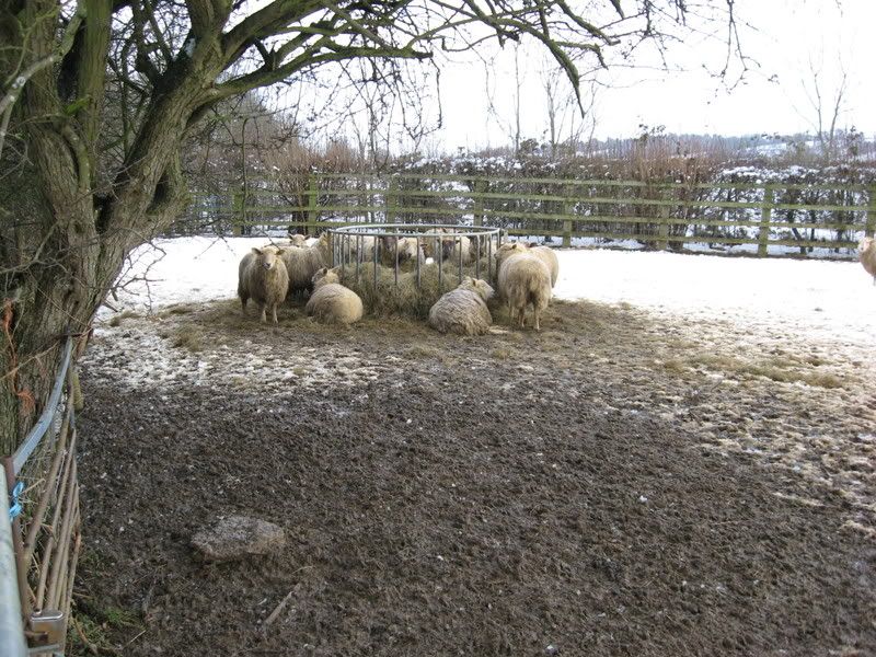 sheeps.jpg
