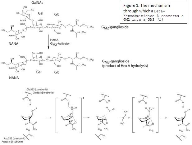 ganglioside structure