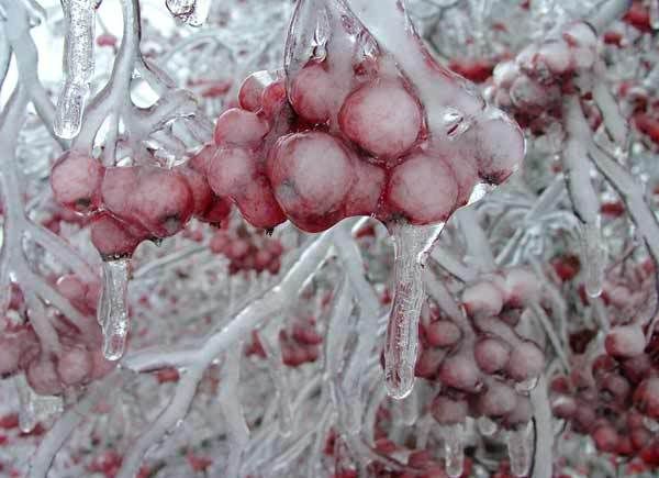 Iced Berries