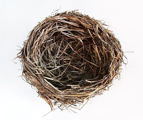 A birds nest had been