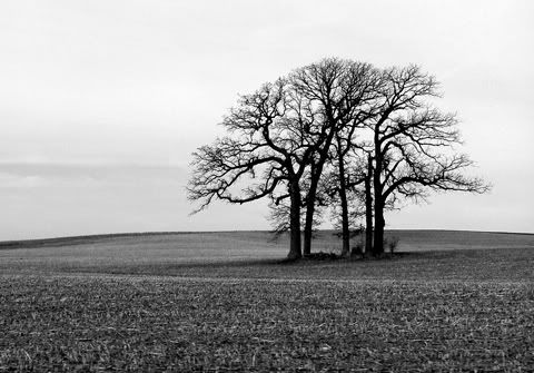 Lonely on Haiku Under The Lonely Tree   Writerscafe Org   The Online Writing