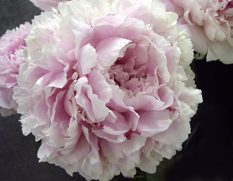 Sarah Bernhardt Peony