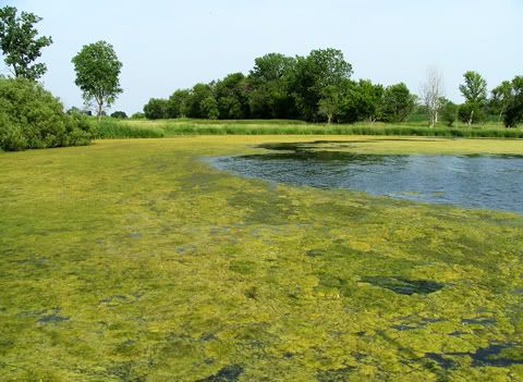 Farm Lake