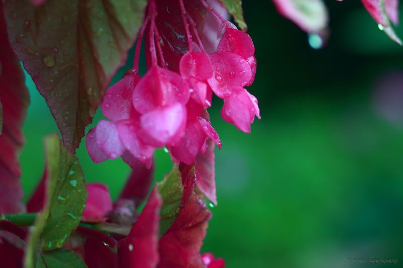 IMAGE: http://img.photobucket.com/albums/v423/ngaykh0ngem/sample.jpg