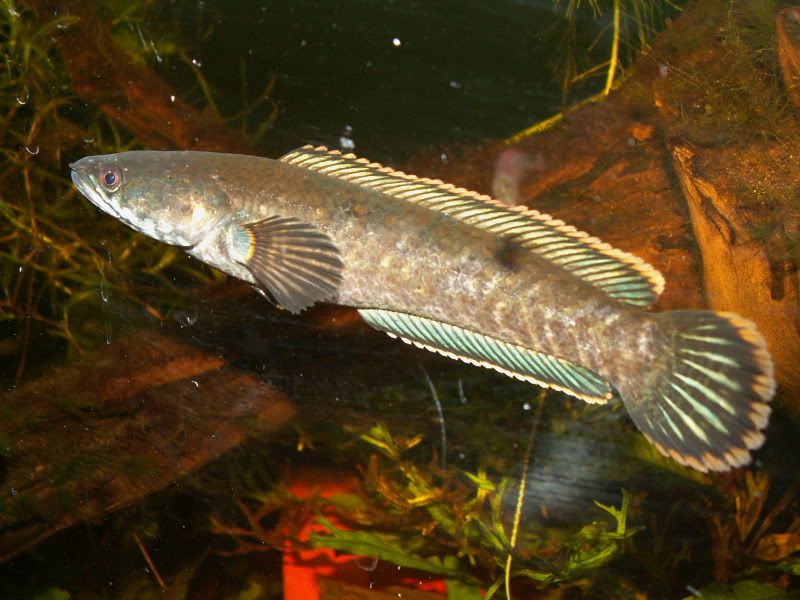 Forum Über aqua4you » aqua4you Qualitätsoffensive aqua4you.de