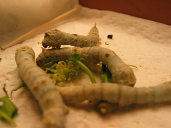 IMAGE: http://img.photobucket.com/albums/v424/NitroTang/Miscellaneous/IMG_0044.jpg