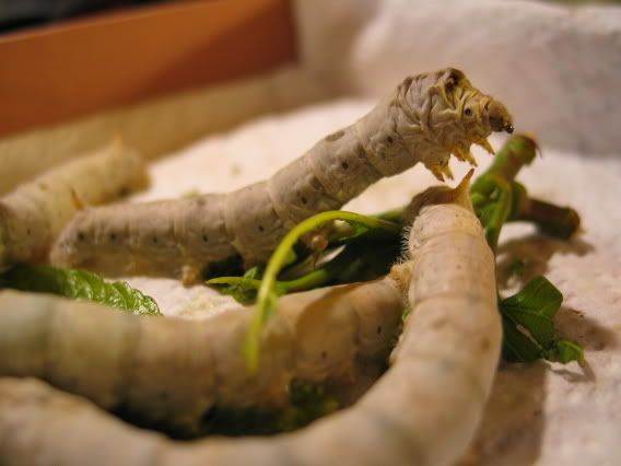 IMAGE: http://img.photobucket.com/albums/v424/NitroTang/Miscellaneous/IMG_0064.jpg