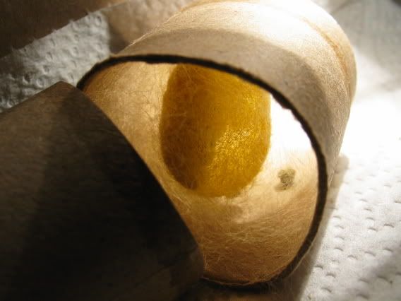 IMAGE: http://img.photobucket.com/albums/v424/NitroTang/Miscellaneous/IMG_0074.jpg