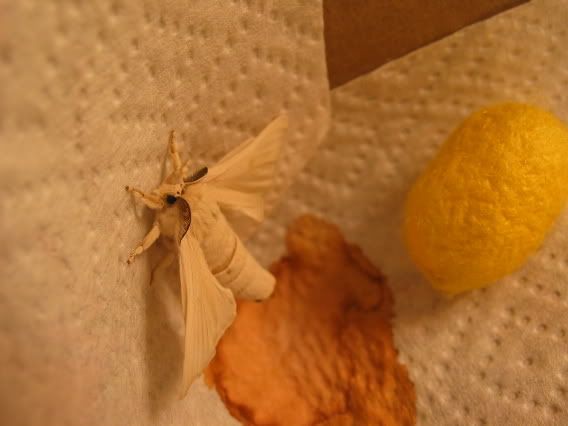 IMAGE: http://img.photobucket.com/albums/v424/NitroTang/Miscellaneous/IMG_0278.jpg