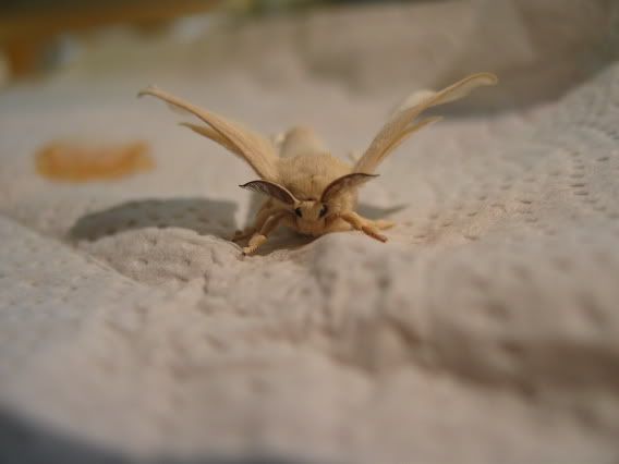 IMAGE: http://img.photobucket.com/albums/v424/NitroTang/Miscellaneous/IMG_0296.jpg