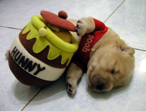 winnie-pooh-puppy.jpg