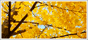 Autumn.