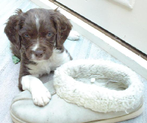 His full name, certified by me and Anna, is Count Monty Basil Kwiecien The Third. Although I call him Dracula.
