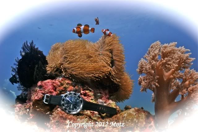 img.photobucket.com/albums/v424/motz/IWC1_new-1.jpg