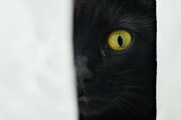 IMAGE: http://img.photobucket.com/albums/v424/timmyeatchips/binky01.jpg