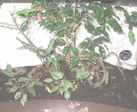 Uroplatus_phantasticus_vivarium_7.jpg