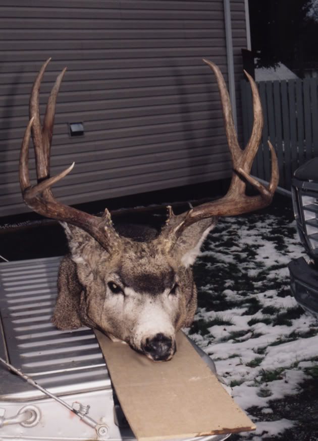 2004MuleyBuck.jpg