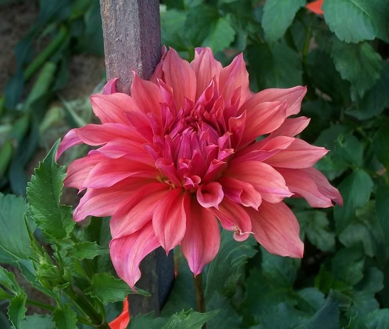 Photobucket - Video and Image Hosting