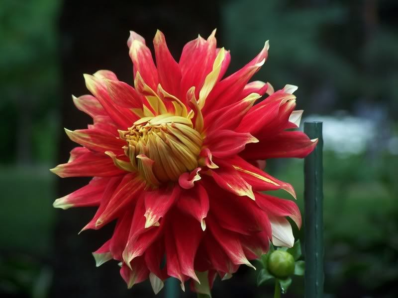 Photobucket - Video and Image Hosting